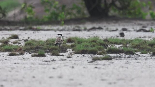 River lapwing during the breeding season.