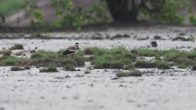 River lapwing during the breeding season.
