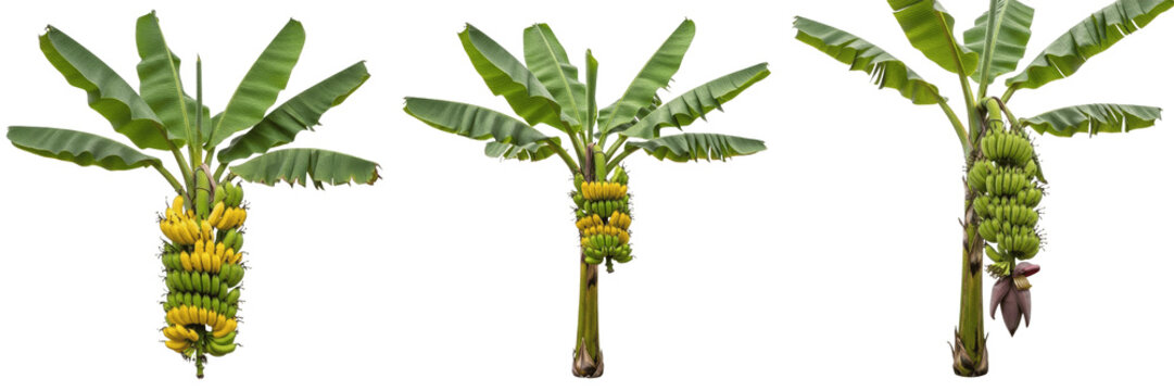 Banana crop plant , banana tree with bunch of bananas, tropical farming exhibiting botanical characteristics, vascular tissue architecture, chloroplast cell structure, cellular differentiation p