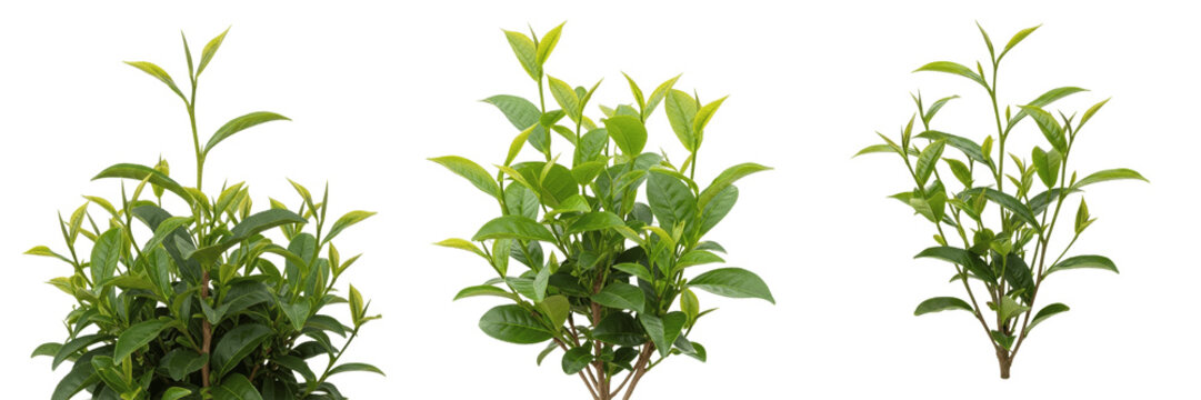 Tea crop plant , fresh tea leaves on branch, centered agricultural image exhibiting botanical characteristics, vascular tissue architecture, chloroplast cell structure, cellular differentiation p
