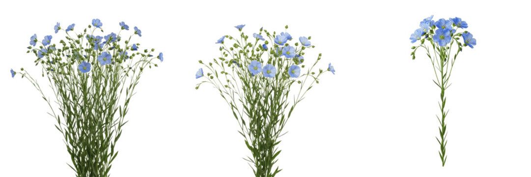 Flax crop , blue flax flowers and stems, agricultural studio photography exhibiting botanical characteristics, vascular tissue architecture, chloroplast cell structure, cellular differentiation