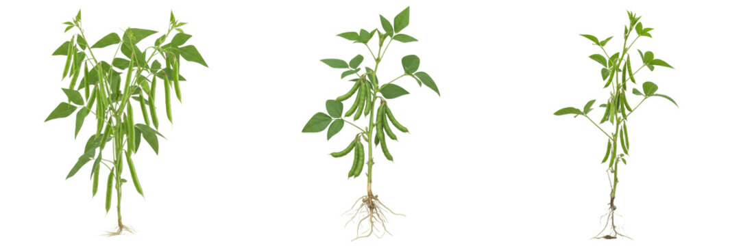 Black gram crop plant with green pods and stems botanical vegetative showing plant anatomy, vascular tissue architecture, and structural morphology within a biological reference specimen record file 