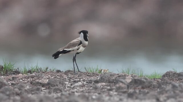 River lapwing during the breeding season.