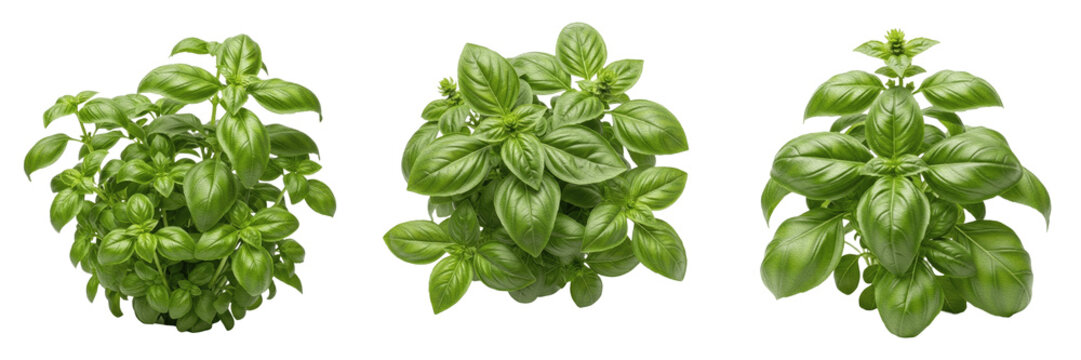 Basil crop with aromatic basil leaves on plant specimen flora tissue showing plant anatomy, vascular tissue architecture, and structural morphology within a biological reference specimen record file 