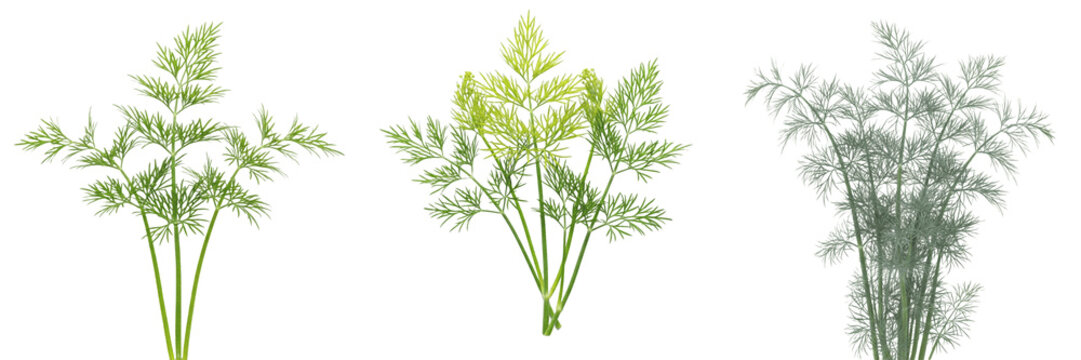 Dill crop with feathery dill leaves and stems vegetation taxonomy showing plant anatomy, vascular tissue architecture, and structural morphology within a biological reference specimen record file 
