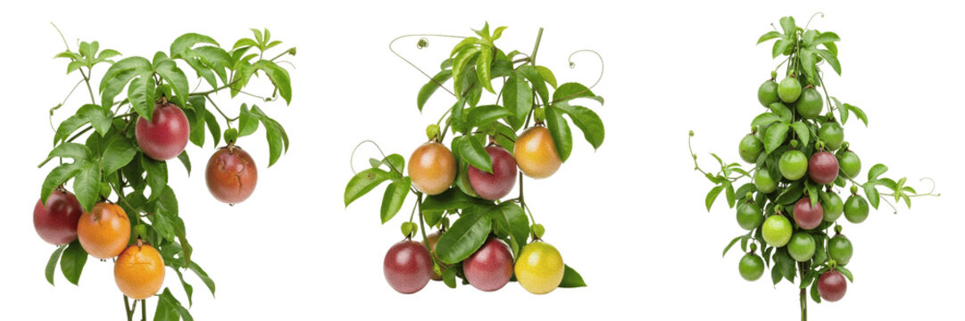 Passion fruit crop plant, passion fruits on vine showing plant anatomy, vascular tissue architecture, and structural morphology within a biological reference specimen record file catalog and taxonomic