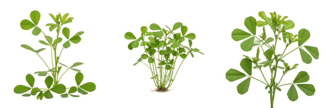 Fenugreek crop, green methi leaves and stems showing plant anatomy, vascular tissue architecture, and structural morphology within a biological reference specimen record file catalog and taxonomic cla