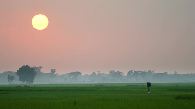 Bogura, Bangladesh - 15 September 2023: View of a farmer walking through lush green rice paddies under a large glowing sun at dawn with misty trees in the background.