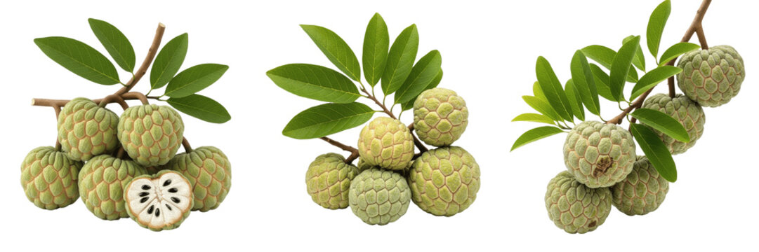 Custard apple crop, sugar apple fruit on branch showing plant anatomy, vascular tissue architecture, and structural morphology within a biological reference specimen record file catalog and taxonomic