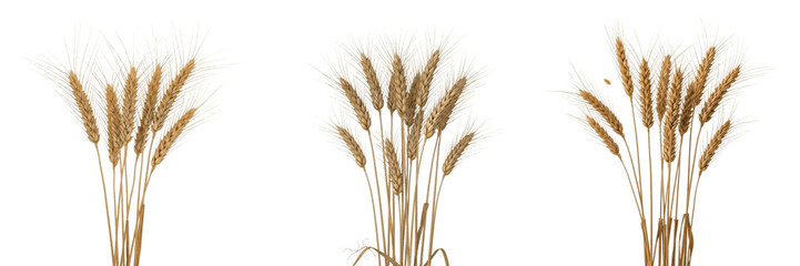 Fototapeta premium Einkorn wheat crop, primitive stalks showing plant anatomy, vascular tissue architecture, and structural morphology within a biological reference specimen record file catalog and taxonomic database 