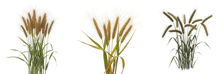 Fototapeta premium Triticale crop, hybrid cereal stalks showing plant anatomy, vascular tissue architecture, and structural morphology within a biological reference specimen record file catalog and taxonomic database 