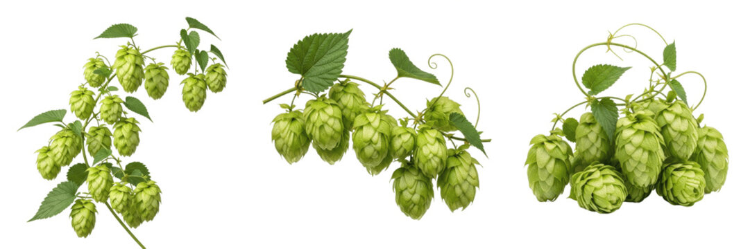 Hops crop, green hop cones on vine showing plant anatomy, vascular tissue architecture, and structural morphology within a biological reference specimen record file catalog and taxonomic 
