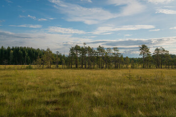 Fototapeta premium Walking route through the Sestroretskoye Boloto (Sestroretsk swamp) State Nature Reserve on a sunny summer day, Russia, Saint Petersburg, Kurortny District, Beloostrov