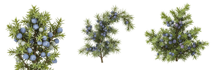Juniper berry crop plant, blue berries showing plant anatomy, vascular tissue architecture, and structural morphology within a biological reference specimen record file catalog and taxonomic data  © KCago