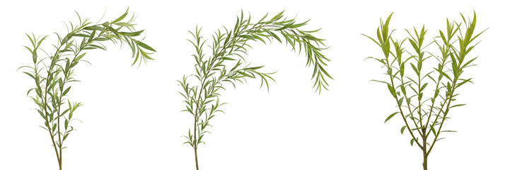Willow crop, slender branches leaves showing plant anatomy, vascular tissue architecture, and structural morphology within a biological reference specimen record file catalog and taxonomic database  © KCago