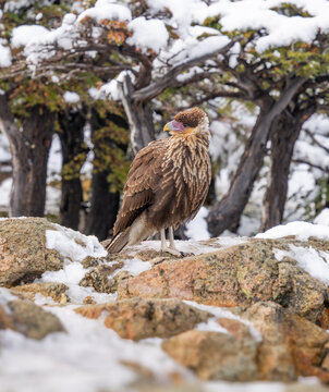 a juvenile crested caracara standing on the ground after an autumn snow storm at monte fitz roy lookout in los glaciares national park of argentina