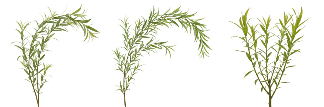 Willow crop, slender branches leaves showing plant anatomy, vascular tissue architecture, and structural morphology within a biological reference specimen record file catalog and taxonomic database 