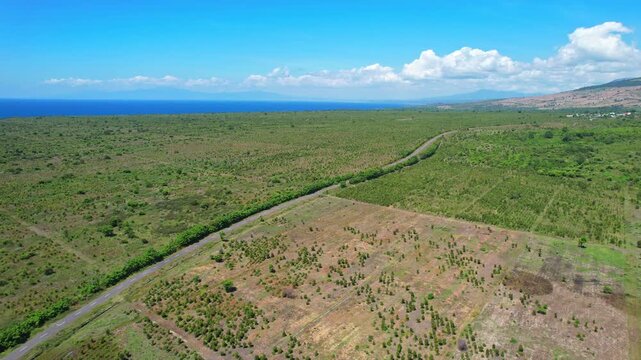 Aerial drone footage of a long unique road in a vast dry plain on the edge of Tambora national park volcano mountain, from the north side, in Sumbawa island, Indonesia