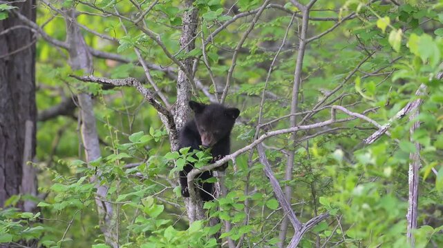 Black Bear Cub in Tree