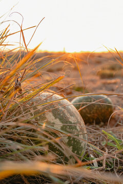 Paddy melon growing on vine in dry field at sunset with golden hour light