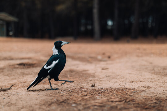 Australian magpie bird walking on sandy ground with trees in the background