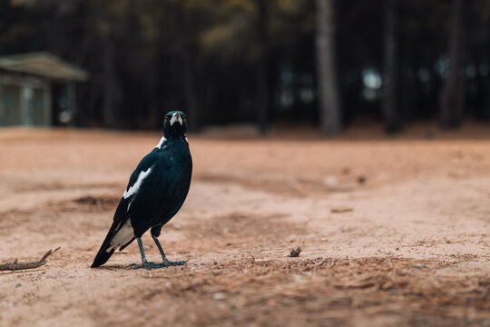 Australian magpie with serious gaze at the park with copy space