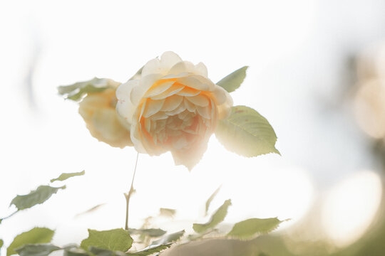 Delicate pale yellow rose blooming in soft sunlight with gentle bokeh background