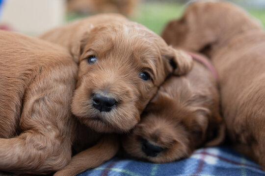 little brown Groodle puppies on a blanket
