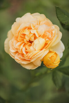 Delicate yellow rose bloom with a small bud unfurling in soft natural light