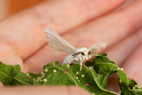 Silkworm moth on leaf held in child&rsquo;s hand