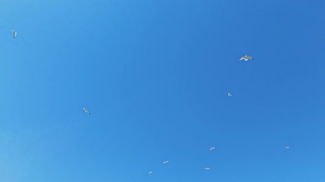 Seagulls are flying in a clear blue sky near the coast at midday. The ocean is visible below as the birds glide overhead with the sun shining brightly.