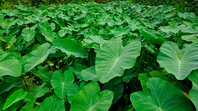 Lush Tropical Taro Plant Foliage Background