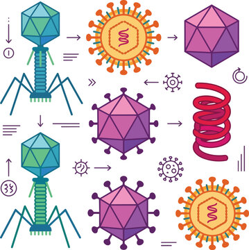 Diagram of hantavirus infection cycle showing bacteriophage and virus structures