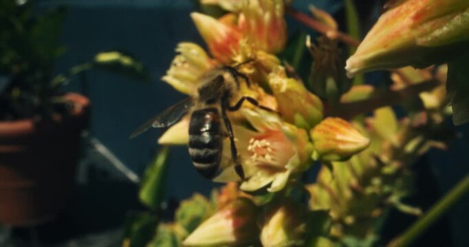 Closeup, steady cam shot of bee on flowers with macro lens