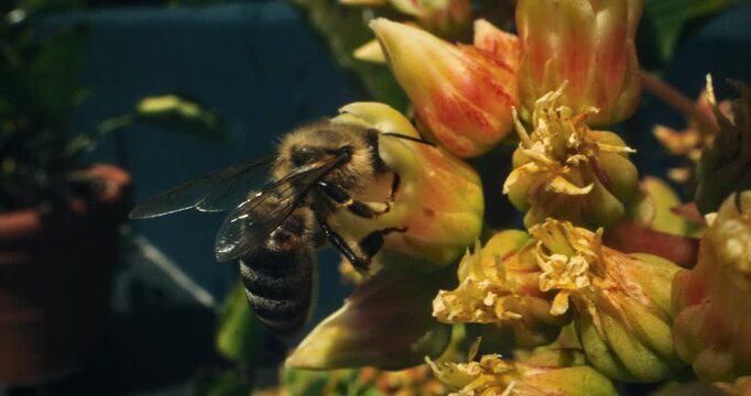 Bumblebee digging into beautiful yellow flower in slow motion with macro lens