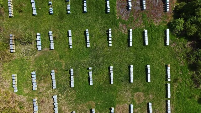 Large bee apiary with many hives placed in rows across a green field. The sun is shining down, and the area shows signs of nature with trees and grass visible.