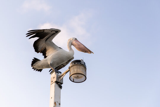 pelican with a full beak and its wings out on top of a post
