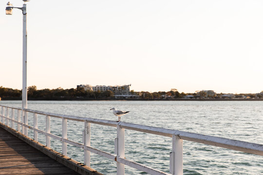 seagull on the railing of Urangan Pier at sunset