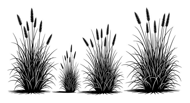 Silhouettes of tall cattail plants with fluffy seed heads.