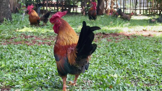 rooster in the garden, wind blowing the chicken feathers in the afternoon, chicken behaviour footage