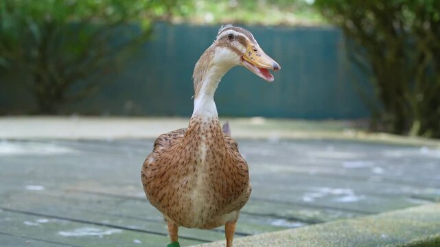quack quack the duck, duck standing alone in the park, water dropping little by little from the duck's mouth 