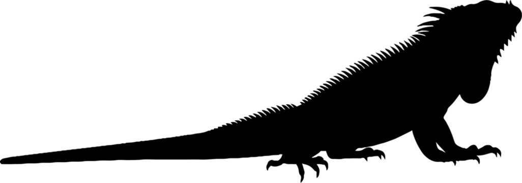 Black silhouette of a large iguana with dorsal spines