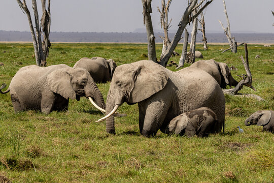 Adult African elephants with large tusks standing with a calf in the marsh of Amboseli National Park Kenya