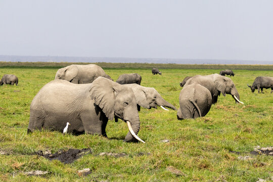 African bush elephants grazing alongside Cape buffaloes in the marshy grass of Amboseli National Park Kenya