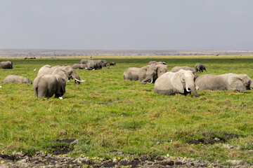 Obraz premium Large herd of African elephants grazing and resting in a marshy wetland under a clear sky in Amboseli National Park Kenya