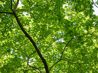 Obraz premium Maple Tree Canopy Seen from Below with Vivid Green Leaves