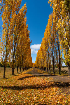 Autumn colour in New England