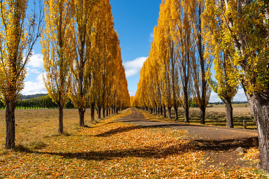 Autumn colour in New England