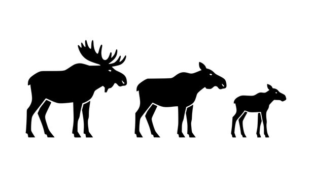 Minimal wildlife icon set of moose family group with bull cow and calf silhouettes for forest animal infographic design
