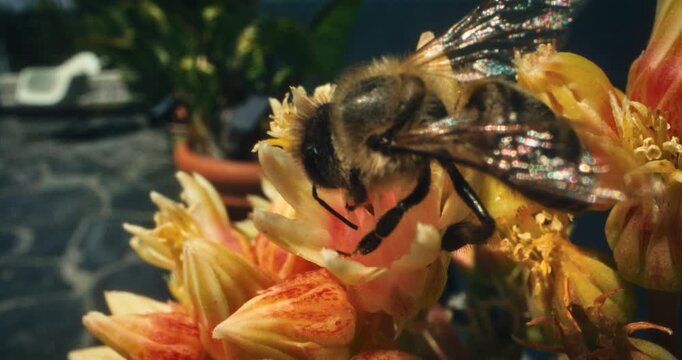 Large bumblebee on beautiful orange and yellow flower - slow motion with macro lens